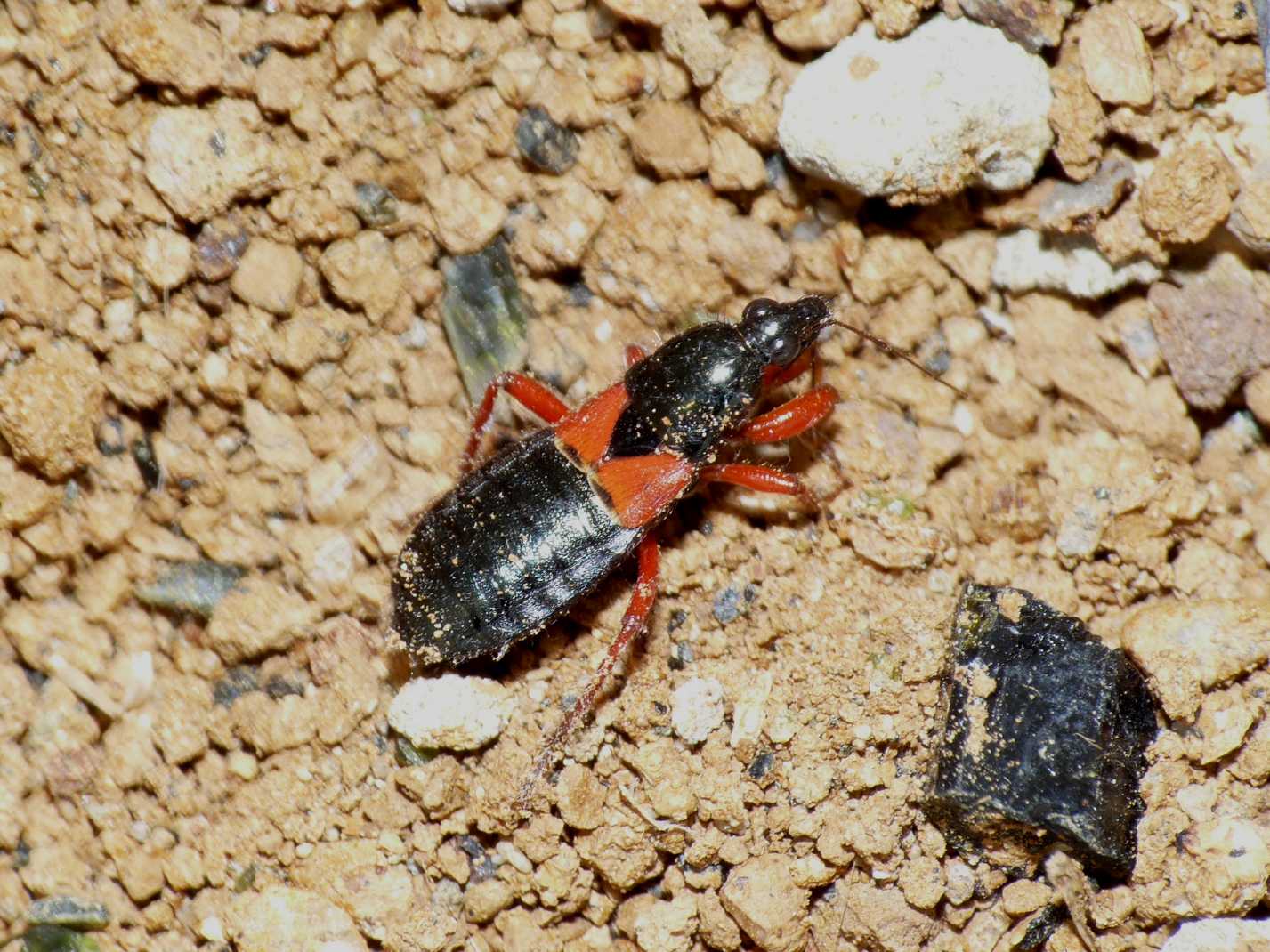 Nabidae: Prostemma guttula sotto una pietra a Roma